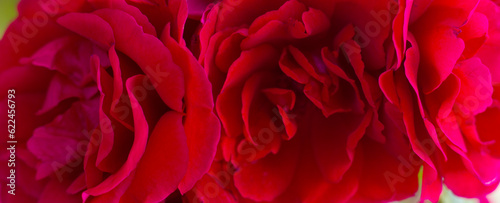 Red fresh beautiful roses, close-up image, banner