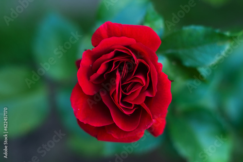 Red fresh beautiful roses, close-up image