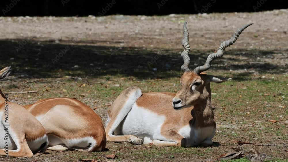 The Indian Blackbuck, Antelope cervicapra or Indian antelope inhabits grassy plains and slightly forested areas. Fast animals, the blackbuck can run at as high as 80 kilometers per hours. The Indian Blackbuck, Antelope cervicapra or Indian antelope inhabits grassy plains and slightly forested areas. Fast animals, the blackbuck can run at as high as 80 kilometers per hours.