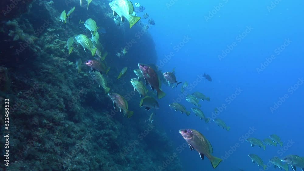 Scuba diving in Majorca - Brown meagre fish shoal Scuba diving in Majorca - Brown meagre fish shoal