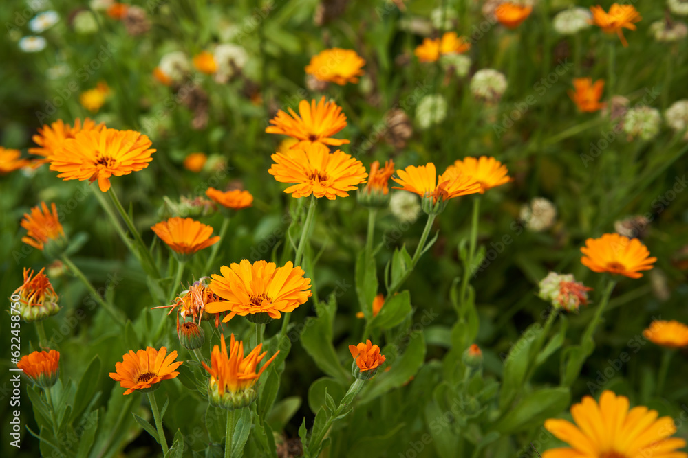 Marigold flowers closeup