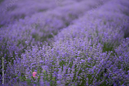 Closeup of lavender bush