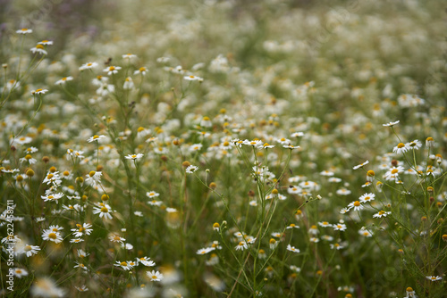 Chamomile field flowers