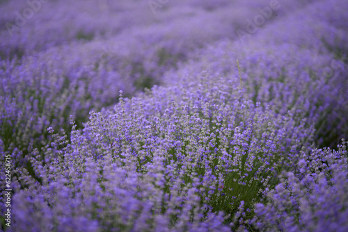 Closeup of lavender bush