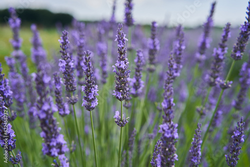 Closeup of lavender bush