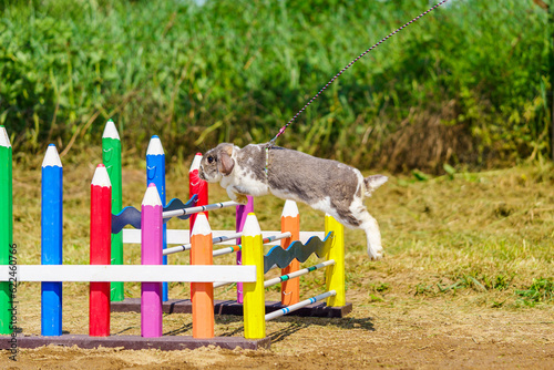 cute bunny rabbit on the leash jumping over the obstacles during bunny race, green background, pet photography, bunny hop, kaninhop, Easter concept