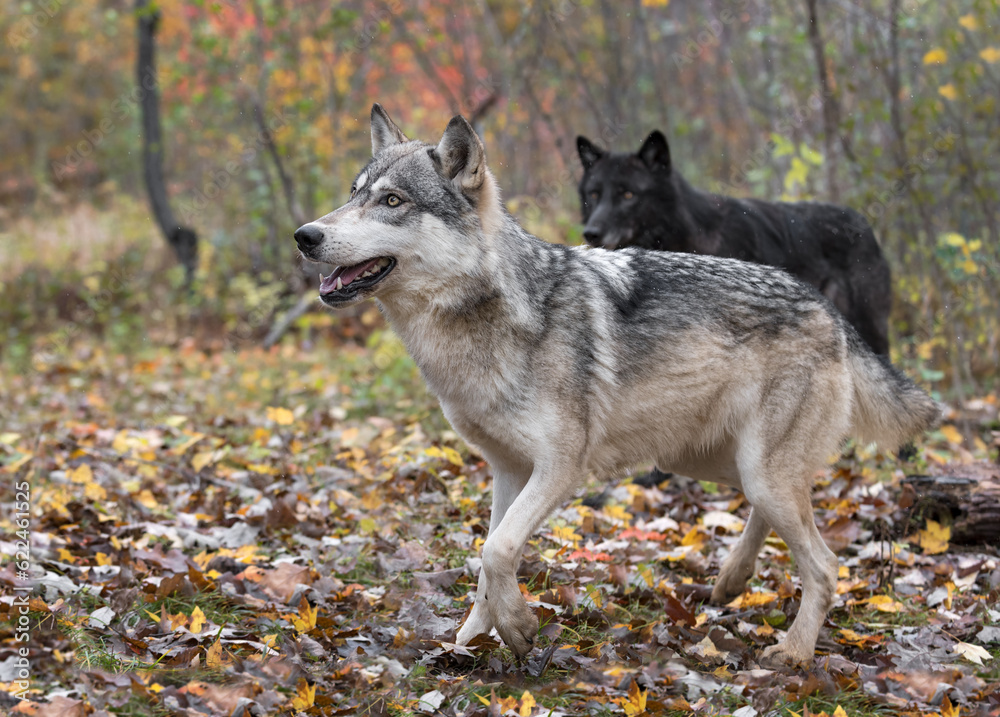 Black Phase and Grey Wolves (Canis lupus) Look Left Autumn