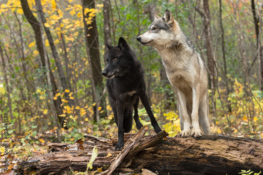 Black Phase and Grey Wolves (Canis lupus) Stand Atop Log Looking Left Autumn Black Phase and Grey Wolves (Canis lupus) Stand Atop Log Looking Left Autumn