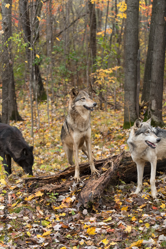 Three Grey Wolves (Canis lupus) Stand Together in Forest Autumn