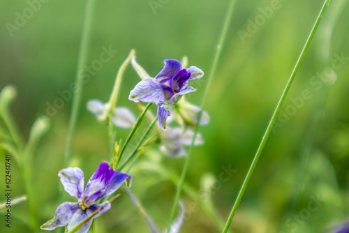 Consolida regalis, forking larkspur purple flowers in greenery close-up with blurred background. Tender annual herbaceous plant in spring