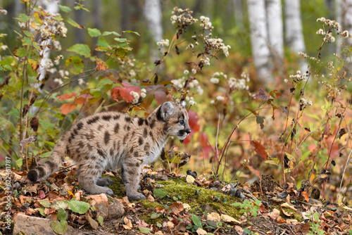 Cougar Kitten (Puma concolor) Crouches on Rocks Looking Right Autumn © geoffkuchera