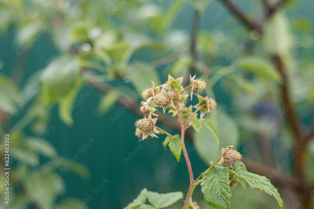 Green raspberries ripen on a bush in summer. Close-up. After the rain, young raspberries are hanging on the bush covered with drops of water. All kinds of berries in the garden. Green raspberries ripen on a bush in summer. Close-up. After the rain, young raspberries are hanging on the bush covered with drops of water. All kinds of berries in the garden.