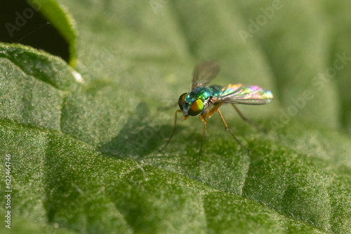 long legged fly (Condylostylus sipho) photo