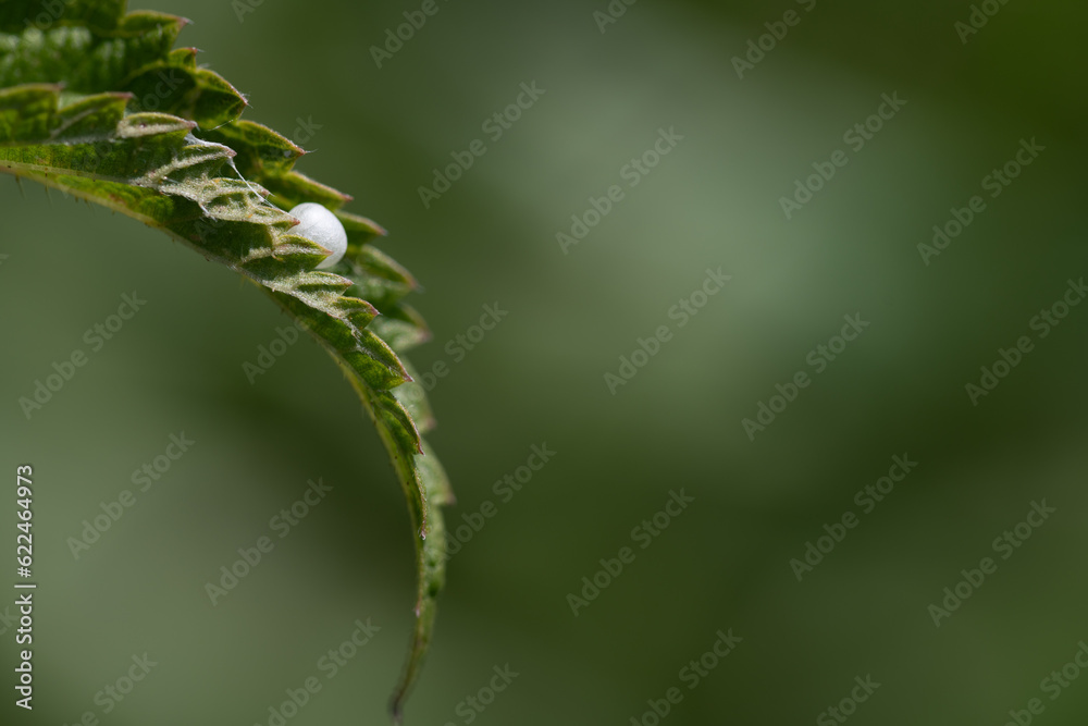 Close-up of a narrow nettle leaf with a jagged edge. in the center a spider has attached an egg, which is attached to the leaf with delicate threads. It's a lot of background with space for text. Close-up of a narrow nettle leaf with a jagged edge. in the center a spider has attached an egg, which is attached to the leaf with delicate threads. It's a lot of background with space for text.