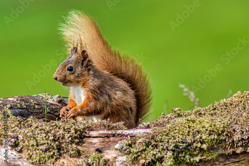 Red Squirrel photo