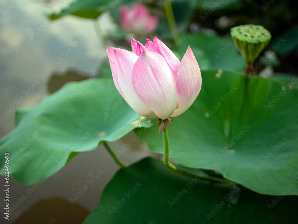 A pink Nelumbo nucifera, Lotus flower with its green leaves background A pink Nelumbo nucifera, Lotus flower with its green leaves background