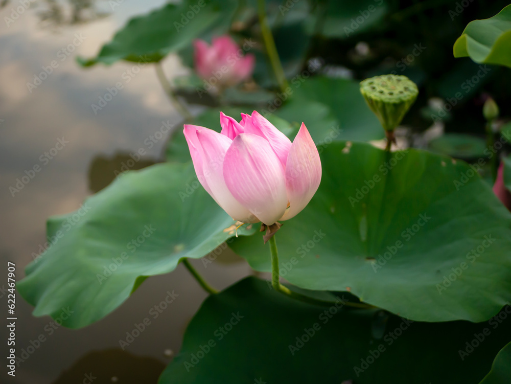 A pink Nelumbo nucifera, Lotus flower with its green leaves background A pink Nelumbo nucifera, Lotus flower with its green leaves background