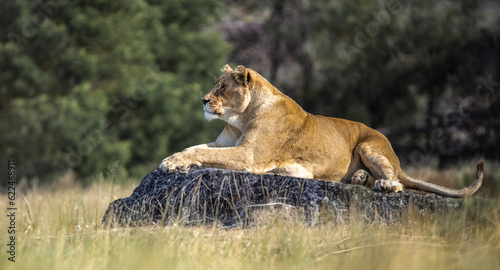 Regal Stare: Inspiring Lioness Gazing Into the Distance - Power, Grace, Intense Wildlife Encounter