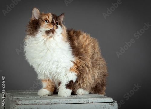 фотографія cat on crate