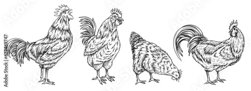 Set with roosters and chicken. Vintage sketch with rustic birds and feathered pets in line art style. Agriculture, village and farm concept. Linear flat vector collection isolated on white background