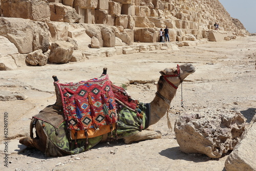 camel resting next to the pyramid of Giza