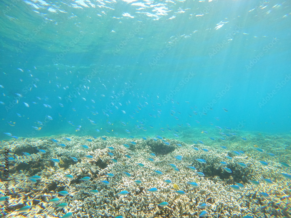Fototapeta premium 沖縄の水中、サンゴと熱帯魚