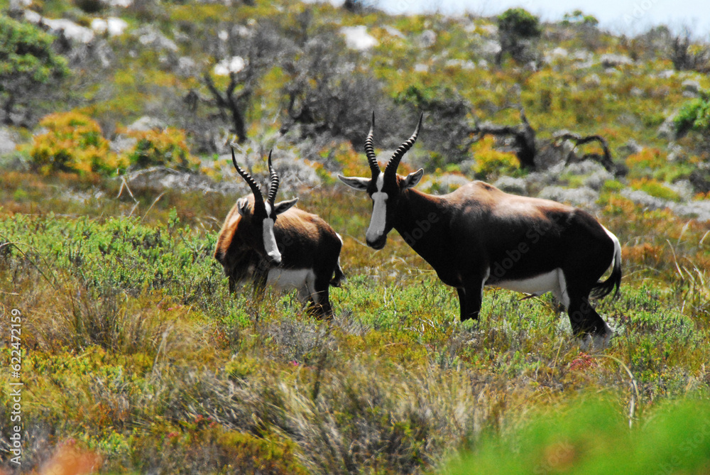 Fototapeta premium Africa- Close Up of Two Wild Beautiful Bontebok Antelope in the South African Wilderness