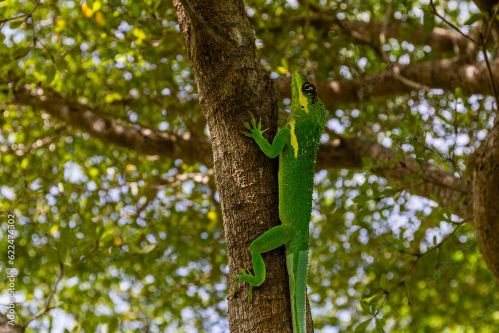 knight anole. The knight anole is the largest species of anole in the Dactyloidae family. Other common names include Cuban knight anole or Cuban giant anole, highlighting its native country, but it ha knight anole. The knight anole is the largest species of anole in the Dactyloidae family. Other common names include Cuban knight anole or Cuban giant anole, highlighting its native country, but it ha