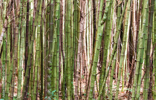 texture pattern with bamboo stems
