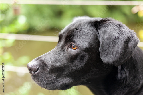 Portrait of a black labrador retriever looking at the camera
