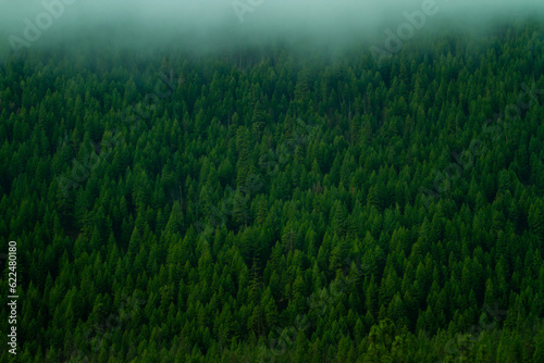 Green pine tree forest background,