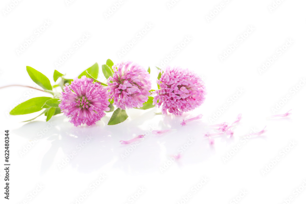 flowers of red clover on a white background flowers of red clover on a white background
