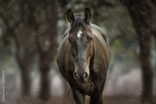 2023-05-19 A FRONTAL PHOTOGRAPH OF A FULL GROWN HORSE WITH NICE EYES AND A BLURRED OUT TREE LINED BACKGROUND