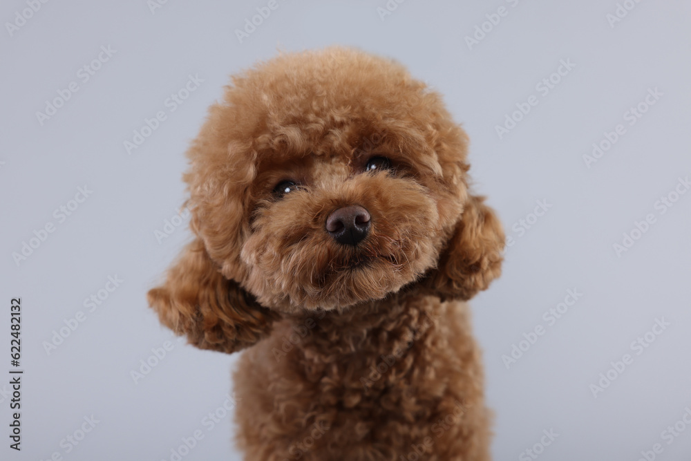 Cute Maltipoo dog on light grey background. Lovely pet