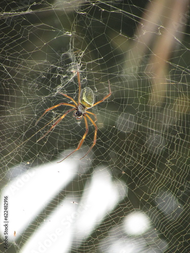 spider nephila clavipes on the web