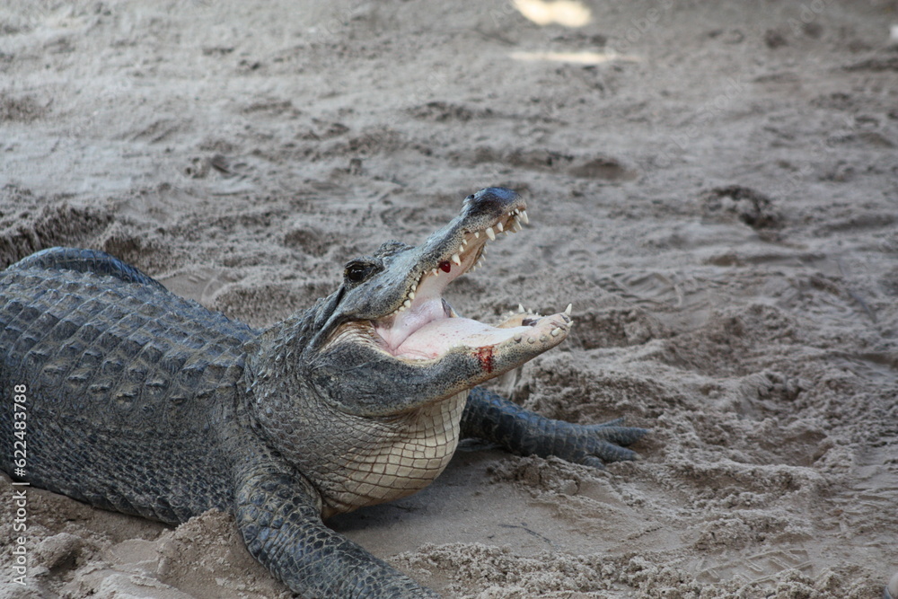 Obraz premium alligator