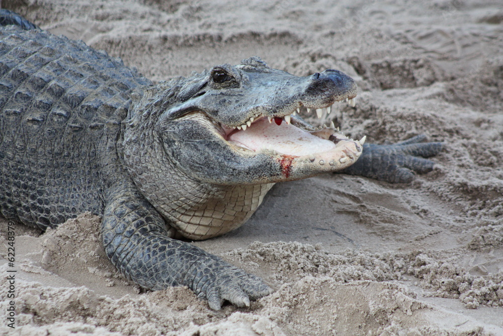 Obraz premium Alligator