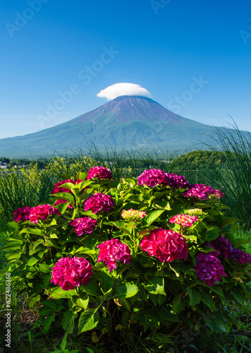 河口湖から富士山とあじさい