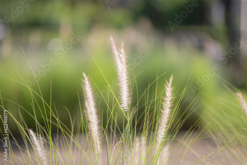 Grass flower in the garden with soft focus, nature background.