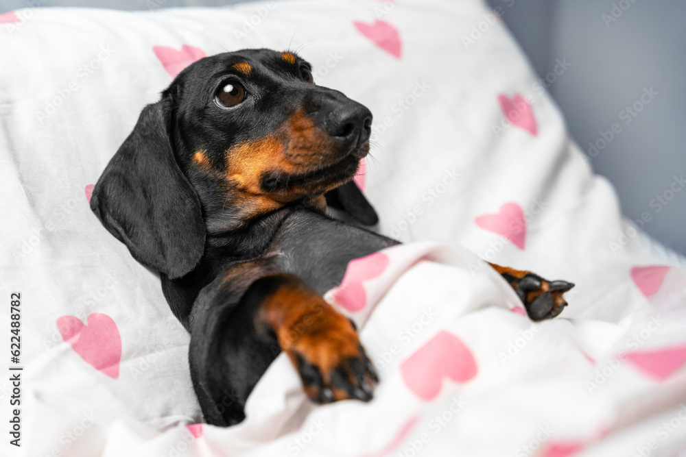 Exhausted dachshund lies on pillow in bed covered with warm blanket. Domestic dog with tired expression wants to take quick nap at home