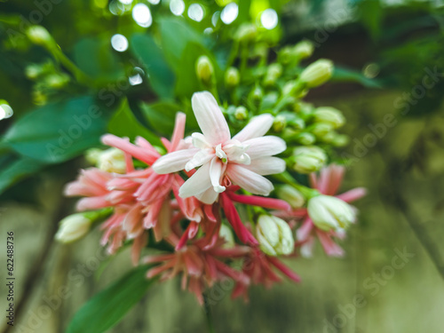 Combretum indicum or Rangoon creeper or Quisqualis indica L, Dutch jasmine flowers, Chinese honeysuckle or Ceguk flowers with green leaves. in spring blooming close-up with soft selective focus. photo