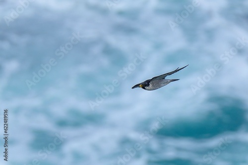 荒れた日本海をバックに悠然と飛ぶハヤブサ成鳥