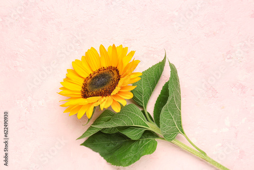 Bright yellow sunflower wit...