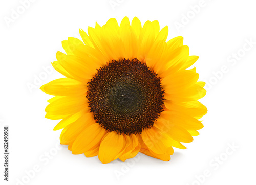 Beautiful sunflower on white background