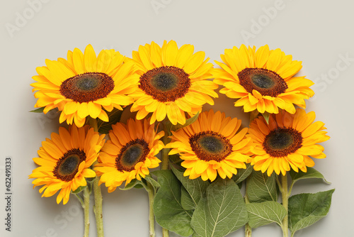 Fototapeta Naklejka Na Ścianę i Meble -  Beautiful sunflowers on grey background