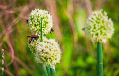 The red book wasp scolia on the head of a flowering onion-batun in the garden. Selective focus. photo