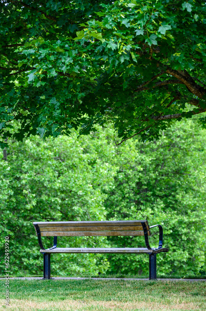 Wooden bench seat under a deciduous tree in a peaceful green landscape, as a nature background
