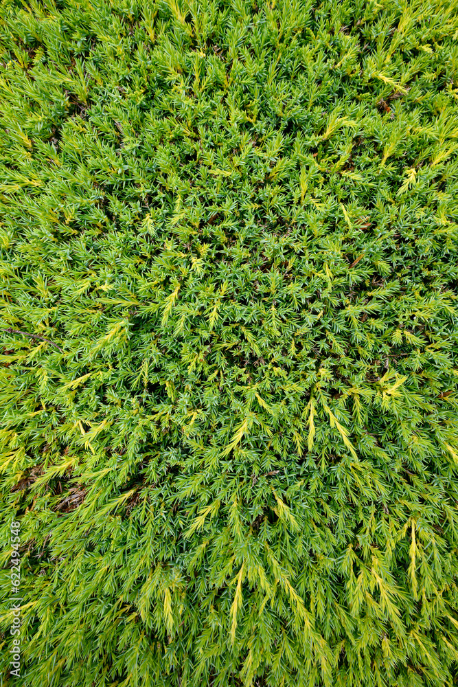 Light yellow green fresh growth on a Juniper bush, as a nature background
Light yellow green fresh growth on a Juniper bush, as a nature background
