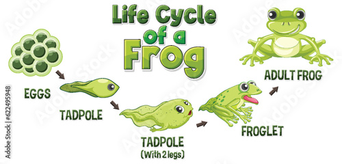 Frog Life Cycle Diagram