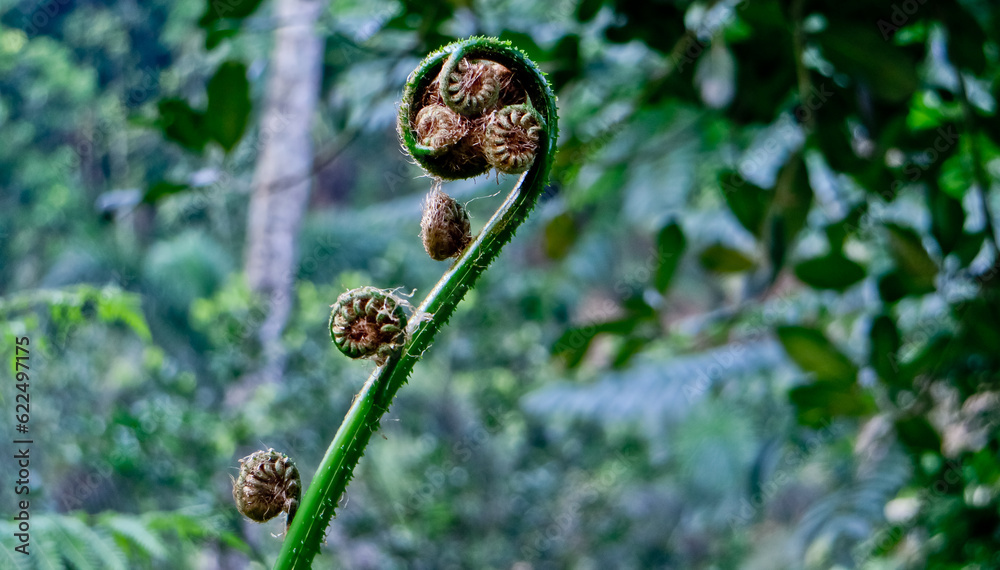 Close-up of young fern leaves about to open Close-up of young fern leaves about to open